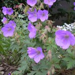 geranium vivace