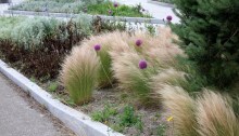 plantes pour un jardin en plein vent