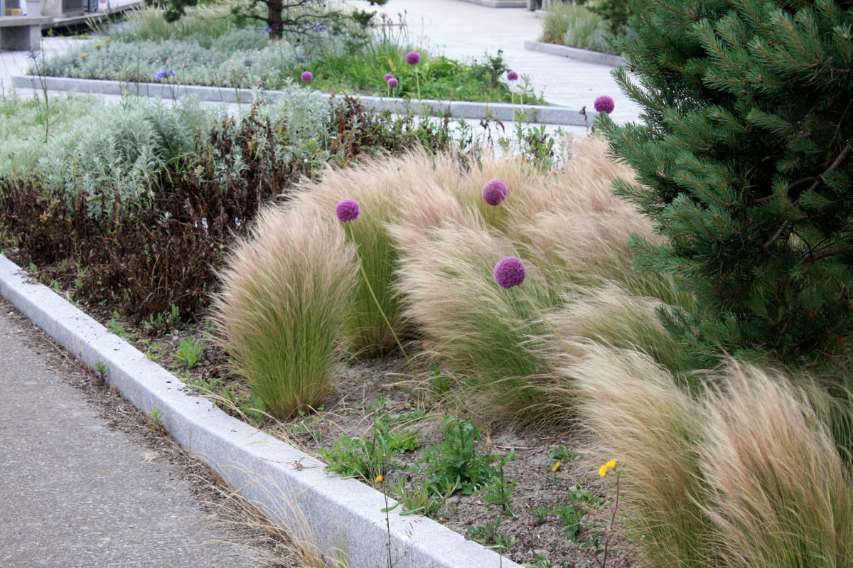 plantes pour un jardin en plein vent