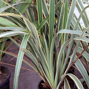 Phormium-tenax-1