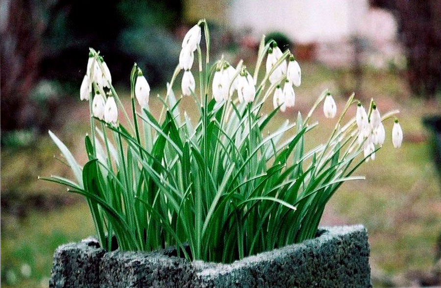 perceneige