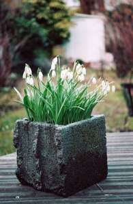 perce neige dans un parpaing