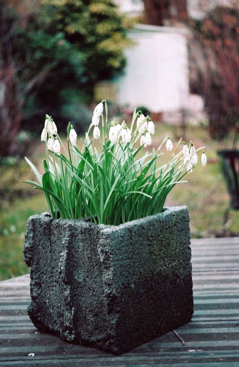 perce neige dans un parpaing