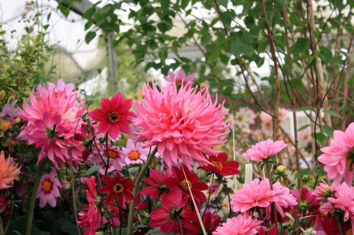 CFS_dalhia_pink_jupiter