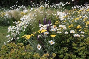 Prairie agathe IMG_3306