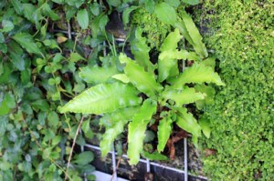 Jardin vertical géants070910IMG_9061