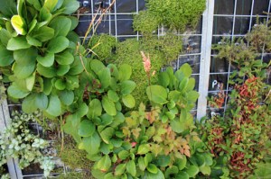 Jardin vertical géants200810IMG_8341