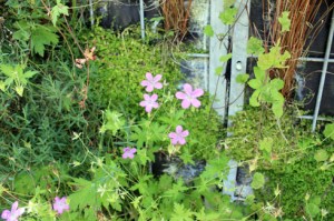 Jardin vertical géants200810IMG_8354