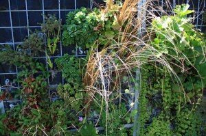 Jardin vertical géants200810IMG_8342