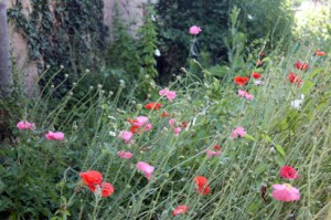 Coquelicot matin