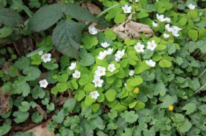 Oxalis des bois