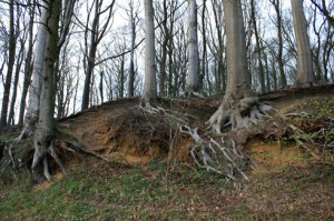 Racines d'arbres Kemmel020411IMG_4779