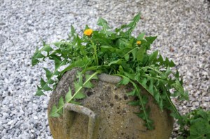 Pot_4796