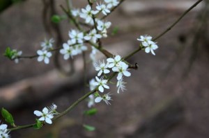 Aubépine020411IMG_4721