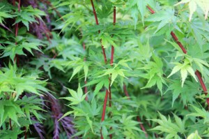 Acer sangokaku060511acer shangokaku060511IMG_7037