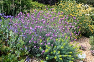Erysimum et euphorbe