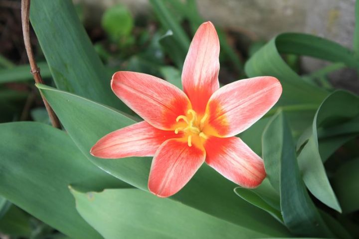 Tulipe-fashion-à-vérifier