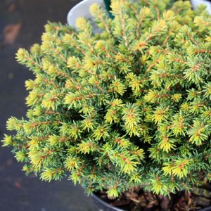 Picea-abbies-little-gem-1 Picea-abbies-little-gem-1