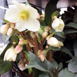 Hellebore-candy-love Hellebore-candy-love
