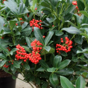 Skimmia-jap-sensation041011IMG_3106 Skimmia-jap-sensation041011IMG_3106