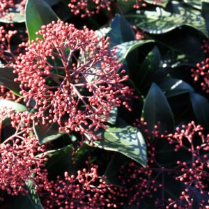 Skimmia-jap-rubella-2 Skimmia-jap-rubella-2