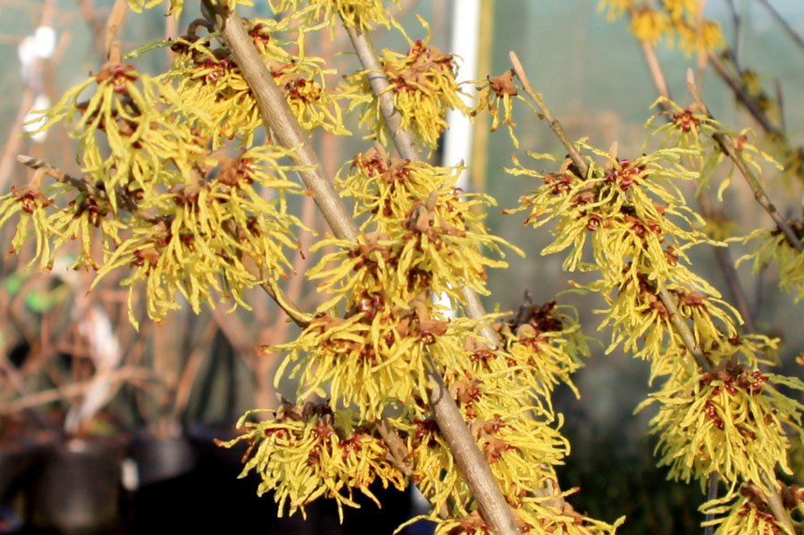 noisetier de sorcière