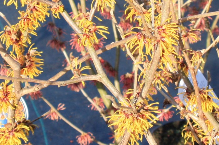 Noisetier de sorcière