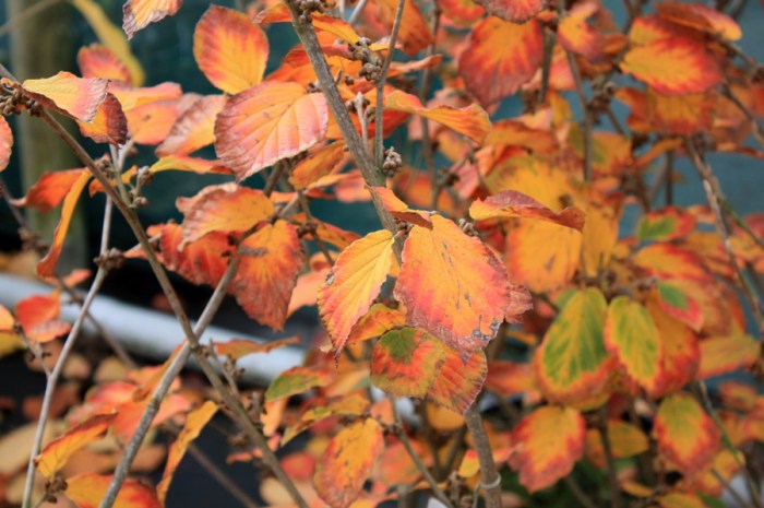 noisetier de sorcière ruby glow