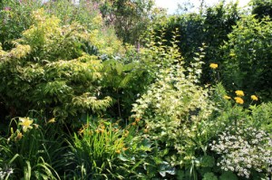 Massif-jauneIMG_0802