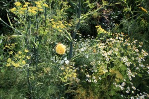 Massif-jauneIMG_0787