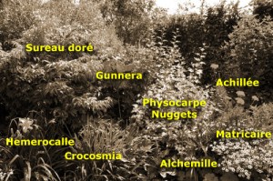 Massif-jaune-sepia_0802