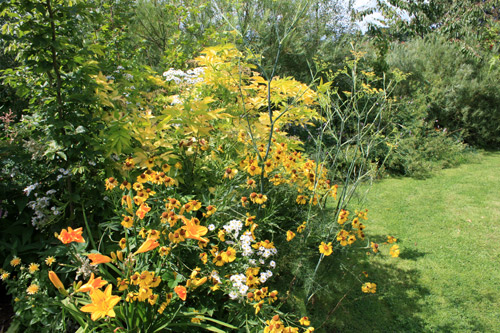 massif de fleurs jaunes