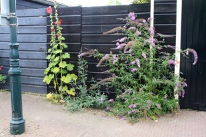 3-jardin de rue à Veere260710IMG_6531