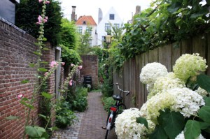 4-rose tremiere_6274