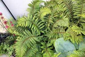 Fougère280510IMG_1268