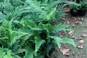 Fougère à feuillage persistant