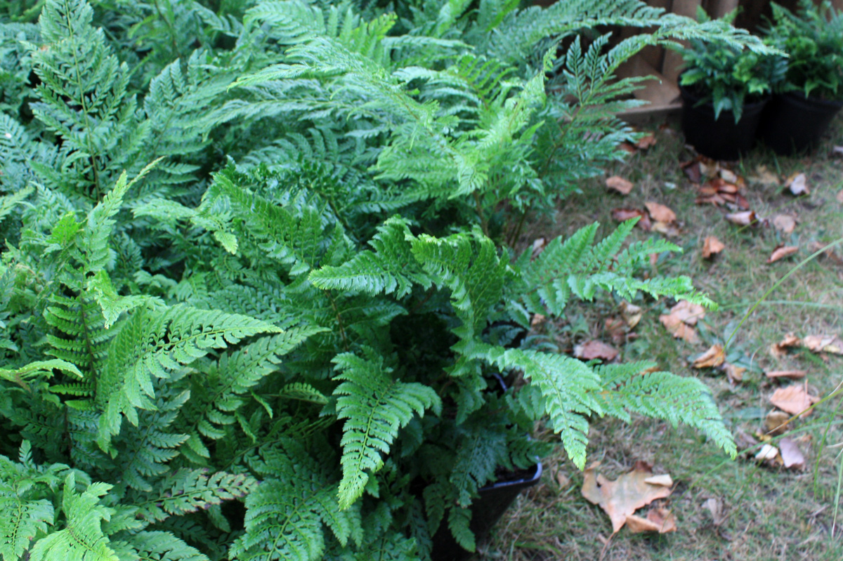 Fougère à feuillage persistant