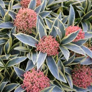 Skimmia-magic-marlot120620112011_12_06_2714