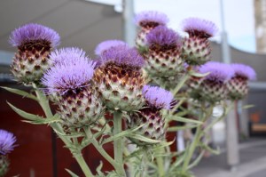 Chardon08032010IMG_6873