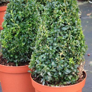 Buis-sempervirens281010IMG_1895