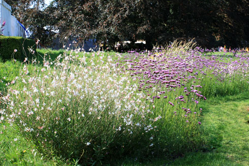 Massi de gaura et verveine de buenos aires