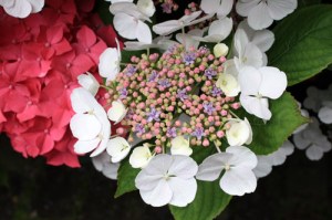 Hortensia-2012_07_17_9999_29