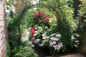 Hortensia-2012_07_17_9999_43