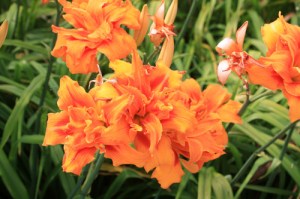 Hemerocalle-hemerocallis-middelburg-2012_07_27_9999_62