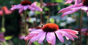 L'echinacea est une plante mellifère L'echinacea est une plante mellifère