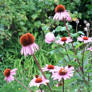 Echinacea en graines Echinacea en graines