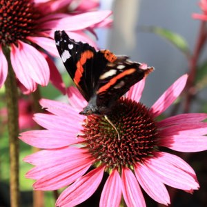 L'echinacea est un véritable bar à papillons L'echinacea est un véritable bar à papillons