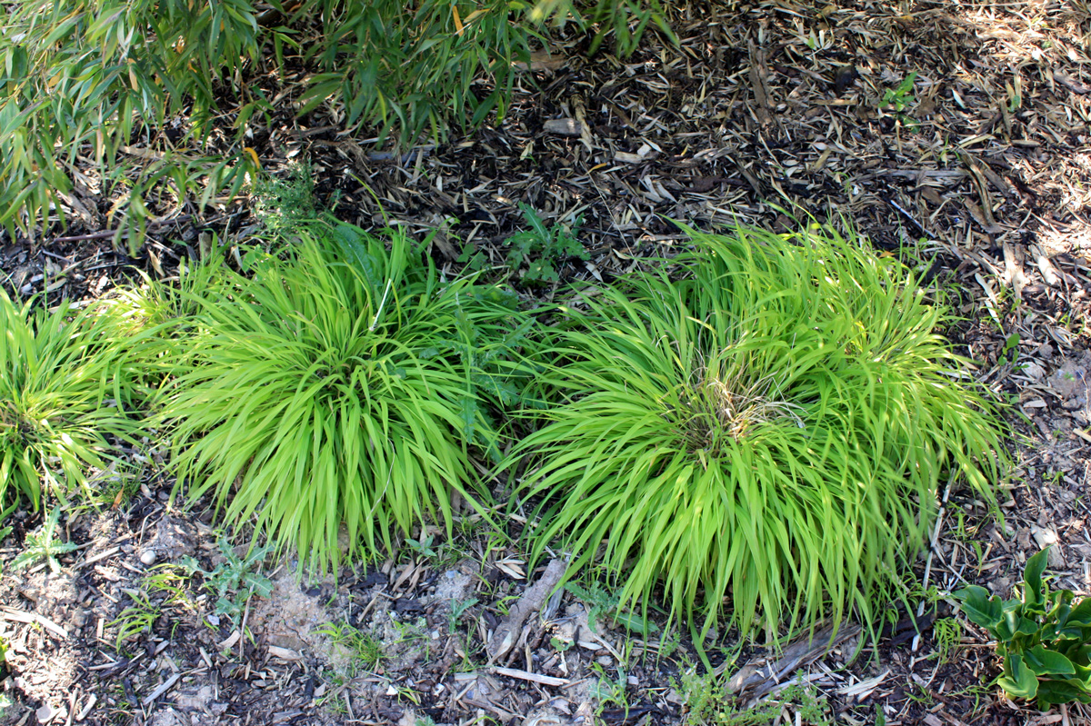 hakonechloa macra