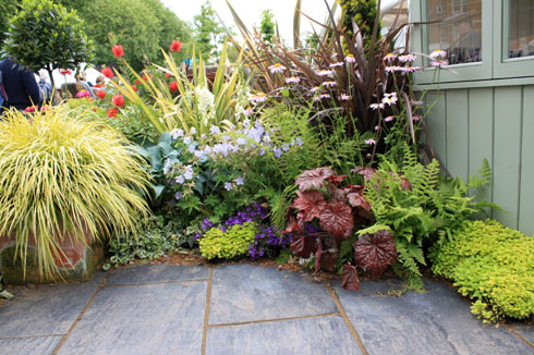 herbe du Japon panachée