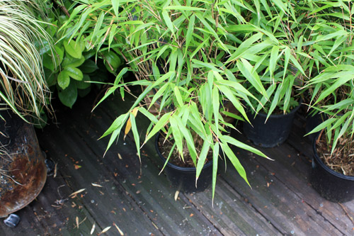 bambou-fragesia-rufa-2012_05_20_7660